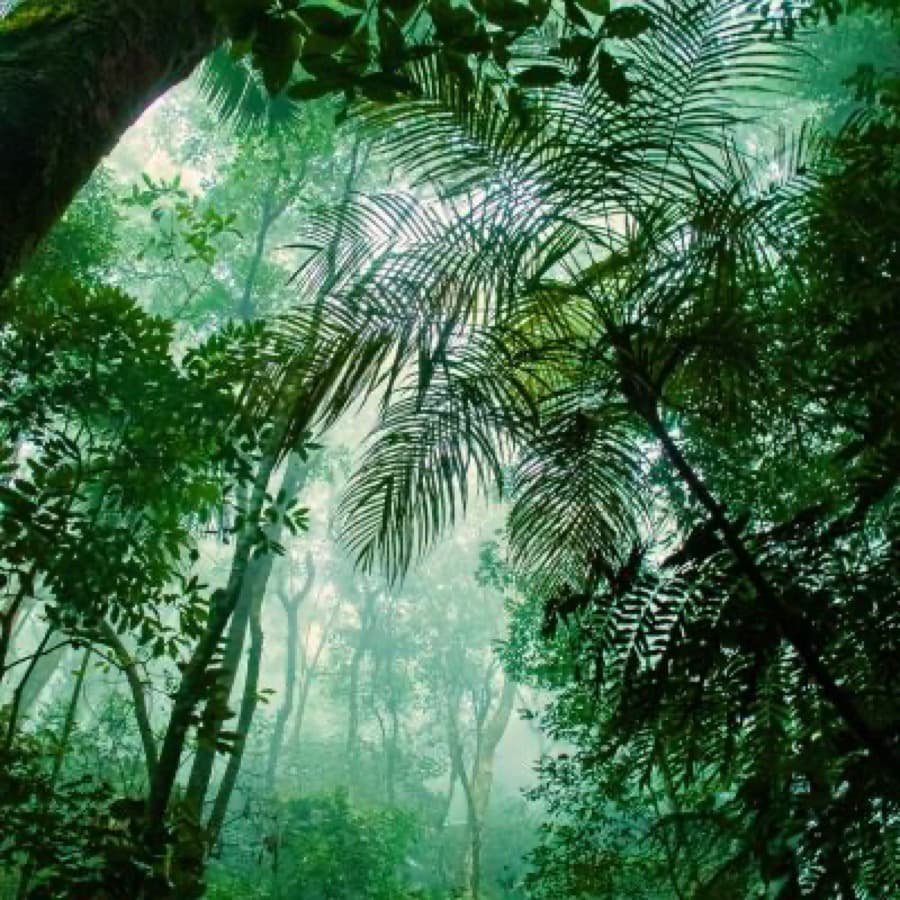 Banho de Floresta