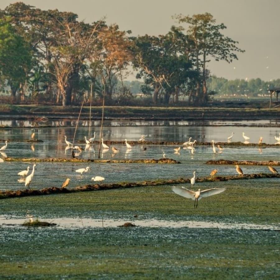 Pantanal